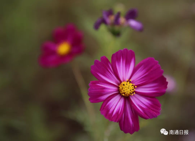 成片格桑花相伴！南通市區(qū)這段路美不勝收