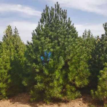 絳縣森之泉苗木種植專業(yè)合作社 綠化產(chǎn)業(yè)的堅實力量