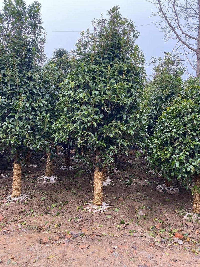 庭院種植桂花樹 規(guī)格選擇與種植指南