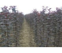 綠色之源 科學(xué)種植基地的樹木種植與管理