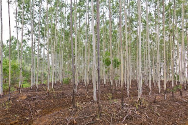 桉樹種植園的科學(xué)種植與管理