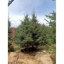 定西渭源綠森苗木 甘肅云杉的源頭工廠與圣誕樹木優(yōu)選
