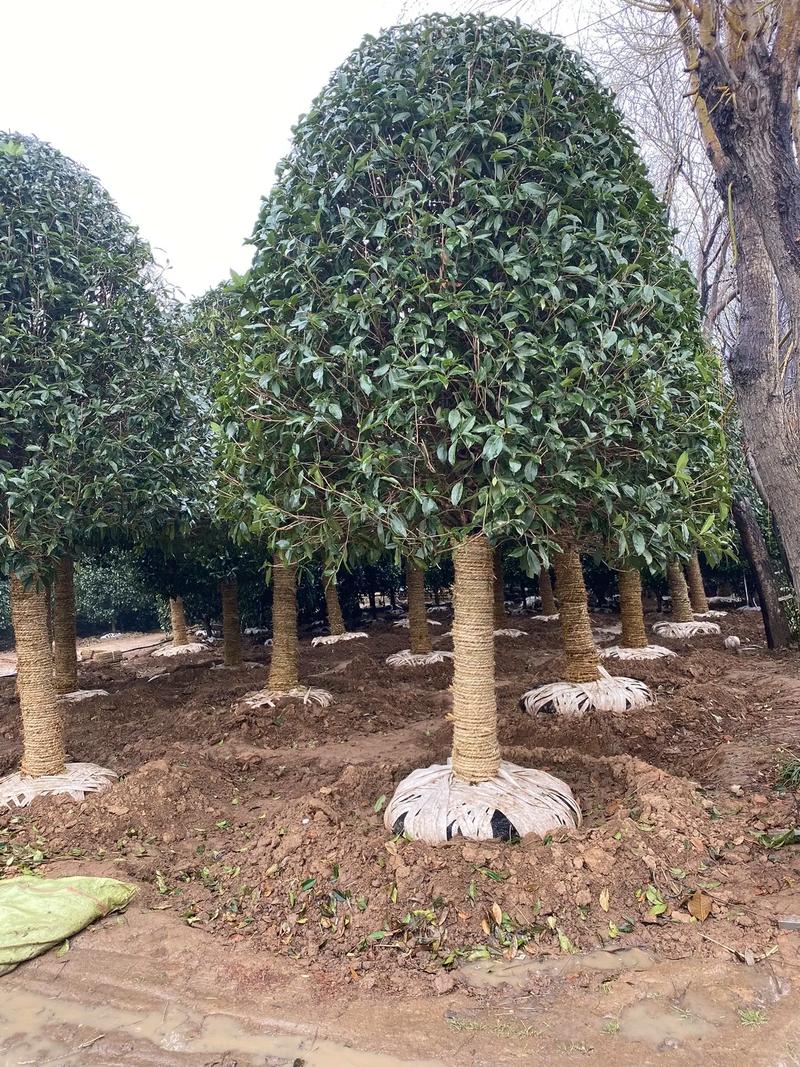 庭院中的桂花樹 規(guī)格選擇與種植指南