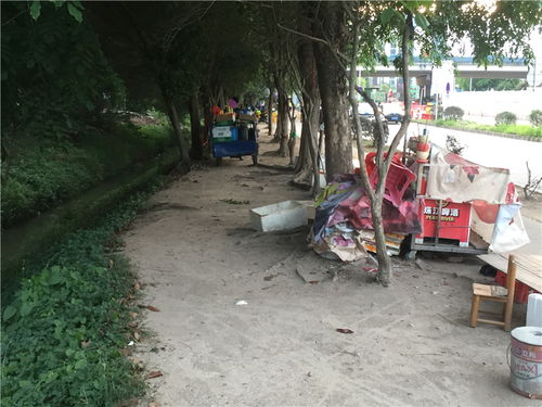樹(shù)木園門(mén)口商販依舊 占道經(jīng)營(yíng)之外的隱憂(yōu)與反思