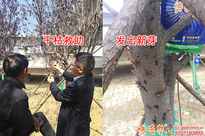 神奇快活林樹木營養液 綠化樹復芽原來如此簡單